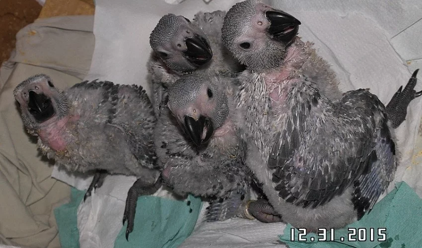 Papoušek šedý Žako