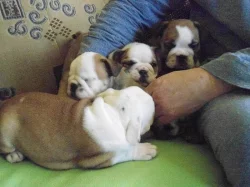 Prodám štěňata anglického bulldoga s PP