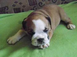 Prodám štěňata anglického bulldoga s PP
