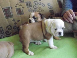 Prodám štěňata anglického bulldoga s PP