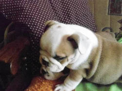 Prodám štěňata anglického bulldoga s PP