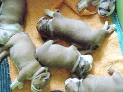 Prodám štěňata anglického bulldoga s PP