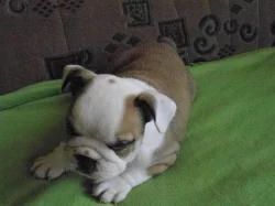 Prodám štěňata anglického bulldoga s PP
