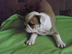 Prodám štěňata anglického bulldoga s PP