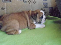 Prodám štěňata anglického bulldoga s PP