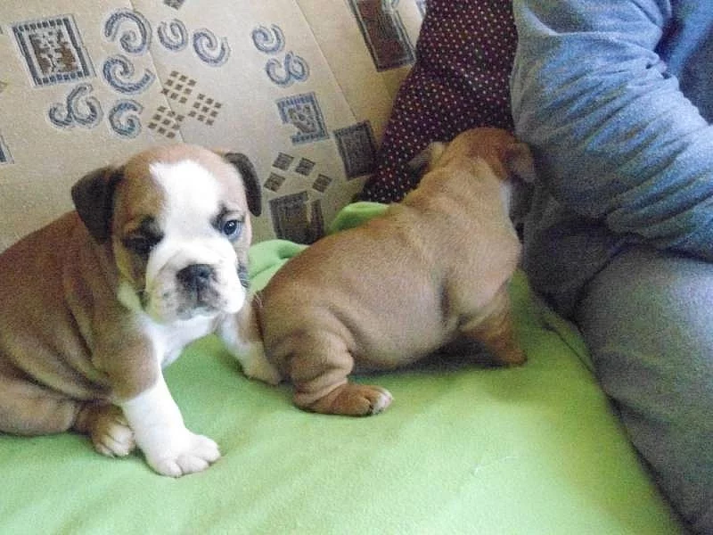 Prodám štěňata anglického bulldoga s PP