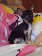 Čivava - štěňata s PP