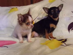 Čivava - štěňata s PP