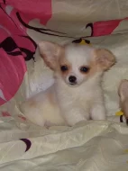 Čivava - štěňata s PP