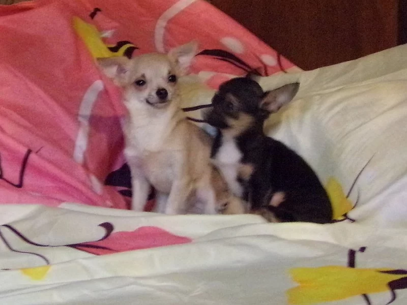 Čivava - štěňata s PP