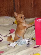 Čivava - štěňata s PP