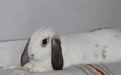 Daruji zakrslého králíčka