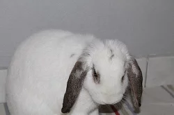 Daruji zakrslého králíčka