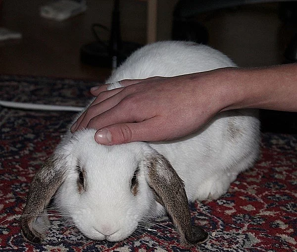 Daruji zakrslého králíčka