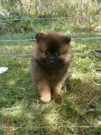 Německý špic s PP