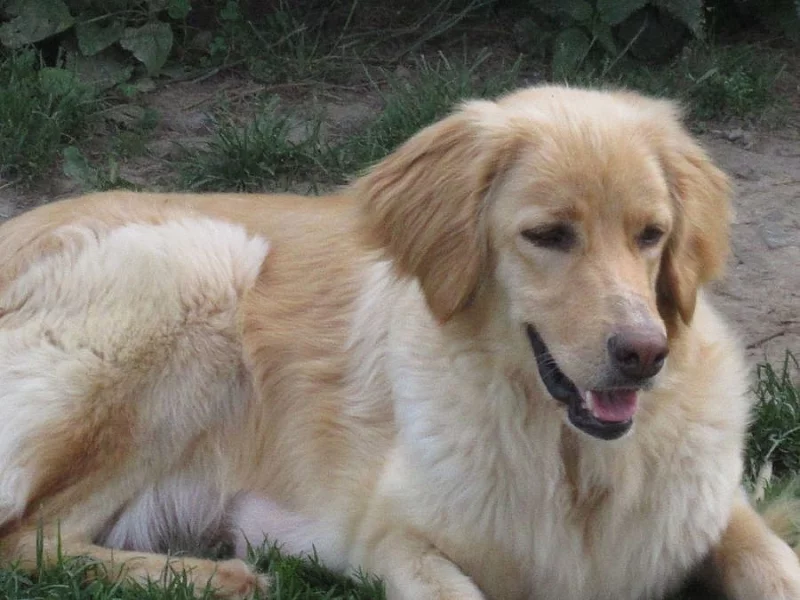 Štěňátka Hovawart