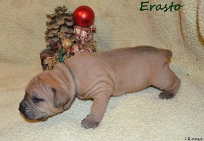 boerboel štěňata s PP