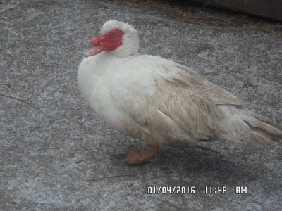 Chovná kmen pižmovek