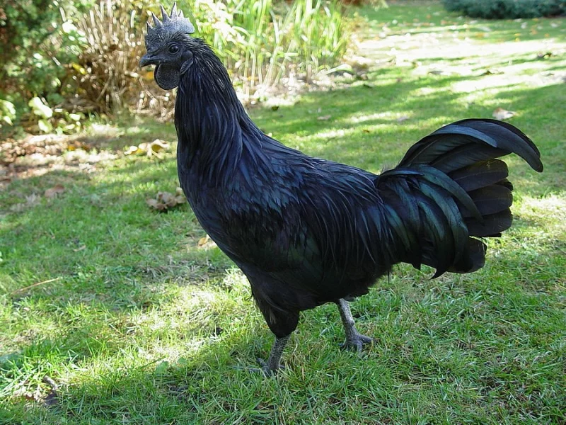 Prodám kohouta ayam cemani