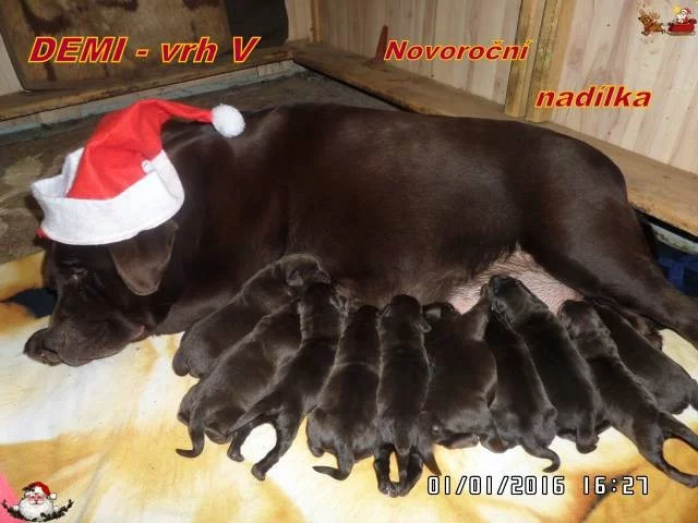 Čokoládový labrador - štěňata