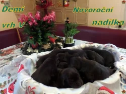 Čokoládový labrador - štěňata