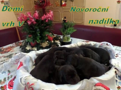 Čokoládový labrador - štěňata