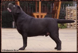 Čokoládový labrador - štěňata