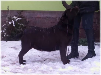 Čokoládový labrador - štěňata