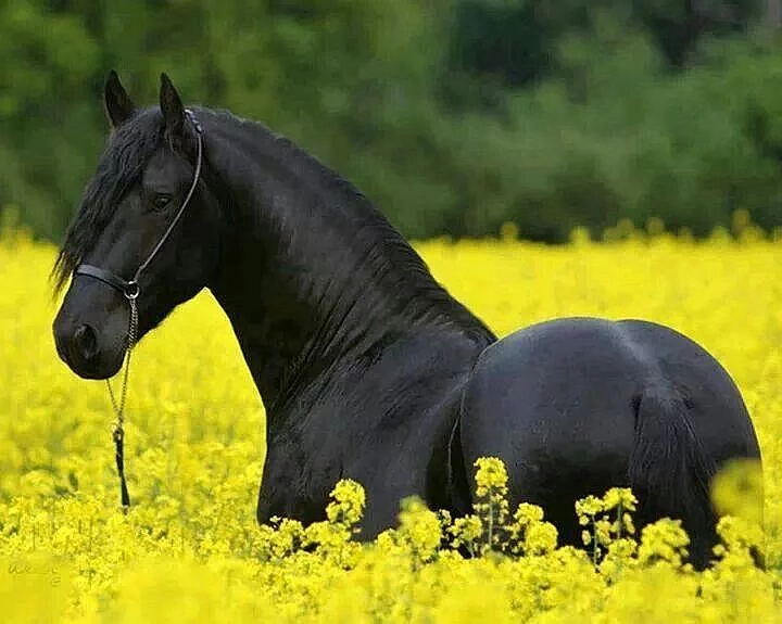 k prodeji, krásný Frisian koně mistr