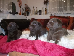 Labradorský retrívr - štěňátka
