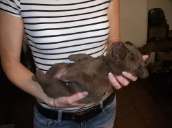 Labradorský retrívr - štěňátka