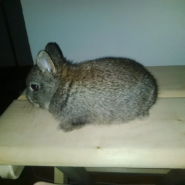 Zakrslí králíčci