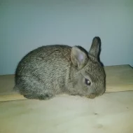 Zakrslí králíčci