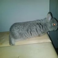 Zakrslí králíčci