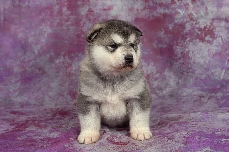 Aljašský malamut s PP