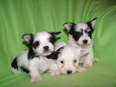 JORKŠÍRSKÝ TERIÉR BIEWER  PRAHA