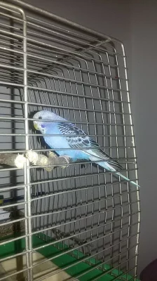 Daruji modrou andulku