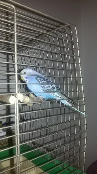 Daruji modrou andulku