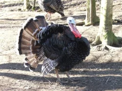 Líheň čistokrevné drůbeže z renomovaných chovů: