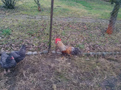 koupim kohouta vlasky rodobarve