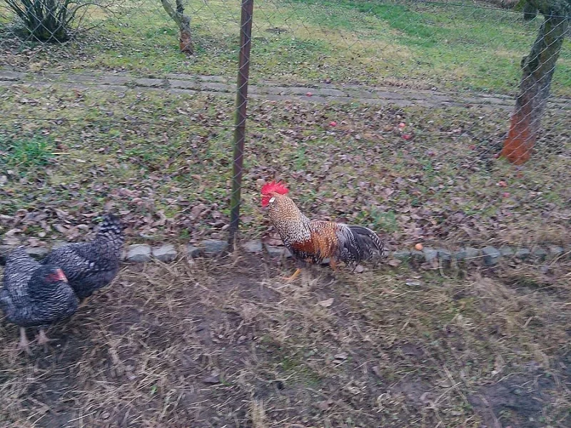 koupim kohouta vlasky rodobarve