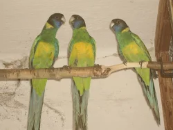 papoušek žlutoramenný(hoodet)