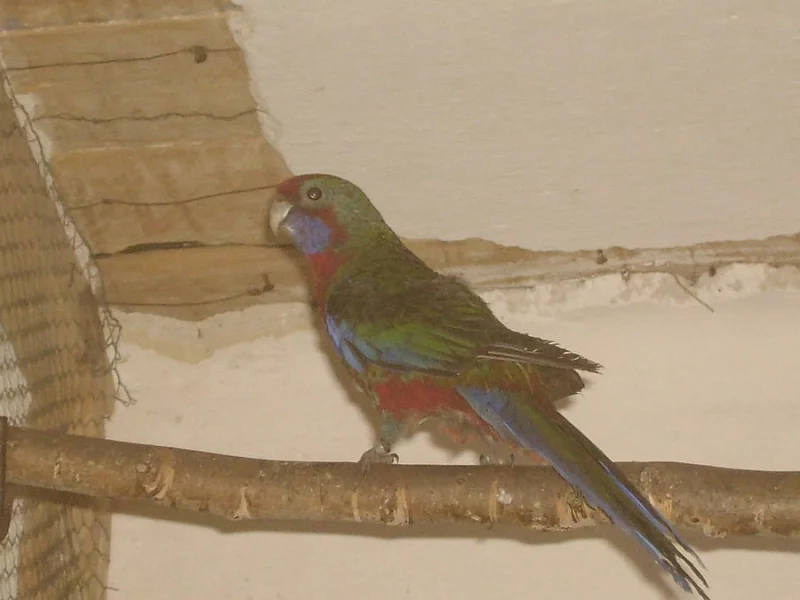 papoušek žlutoramenný(hoodet)