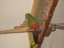 papoušek žlutoramenný(hoodet)