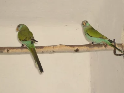 papoušek žlutoramenný(hoodet)