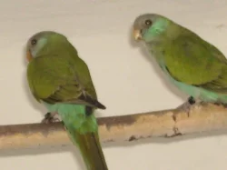 papoušek žlutoramenný(hoodet)