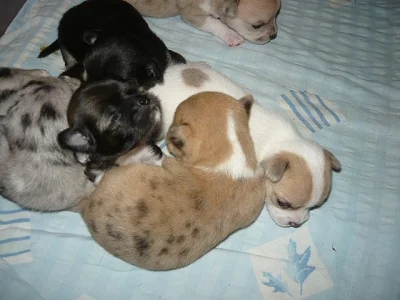 Čivava štěňátka   bez PP