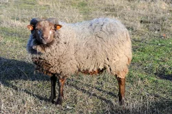 Shetlandská ovce - beran
