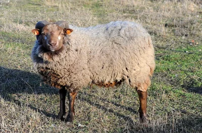 Shetlandská ovce - beran