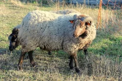 Shetlandská ovce - beran